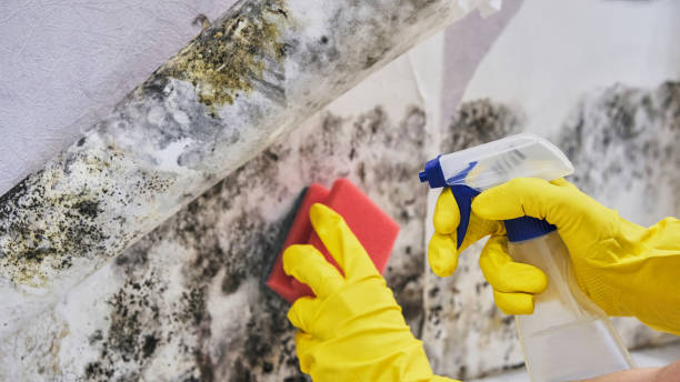 Mold Documentation for Insurance Claims